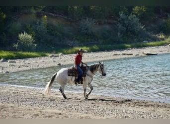 American Quarter Horse, Wallach, 8 Jahre, 155 cm, Schimmel