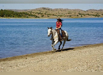 American Quarter Horse, Wallach, 8 Jahre, 155 cm, Schimmel