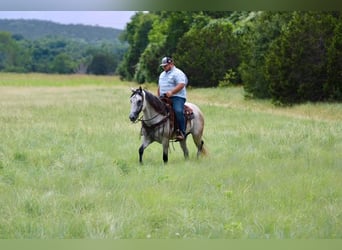 American Quarter Horse, Wallach, 8 Jahre, 155 cm, Schimmel