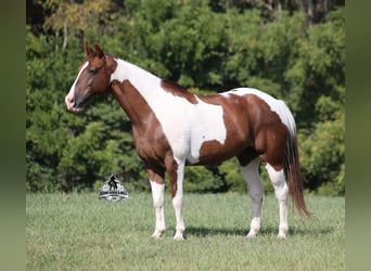 American Quarter Horse, Wallach, 8 Jahre, 155 cm, Tobiano-alle-Farben