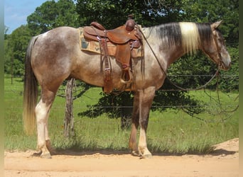 American Quarter Horse, Wallach, 8 Jahre, 155 cm, Tobiano-alle-Farben