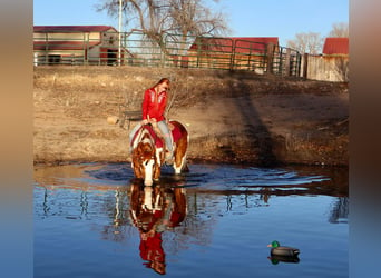 American Quarter Horse, Wallach, 8 Jahre, 155 cm, Tobiano-alle-Farben