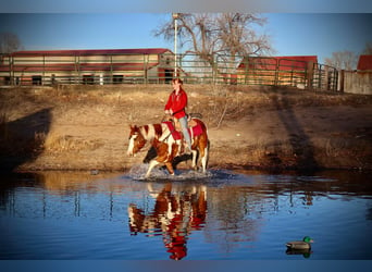 American Quarter Horse, Wallach, 8 Jahre, 155 cm, Tobiano-alle-Farben