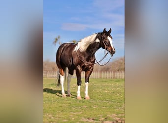 American Quarter Horse, Wallach, 8 Jahre, 155 cm, Tobiano-alle-Farben