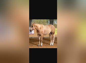 American Quarter Horse, Wallach, 8 Jahre, 156 cm, Palomino