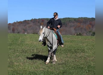 American Quarter Horse, Wallach, 8 Jahre, 157 cm, Apfelschimmel