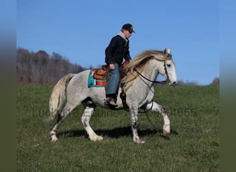 American Quarter Horse, Wallach, 8 Jahre, 157 cm, Apfelschimmel