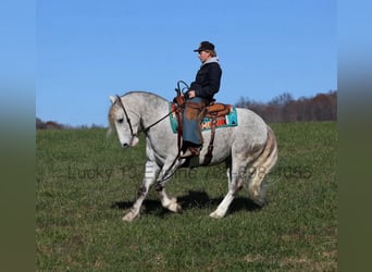 American Quarter Horse, Wallach, 8 Jahre, 157 cm, Apfelschimmel