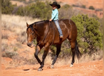 American Quarter Horse, Wallach, 8 Jahre, 157 cm, Buckskin