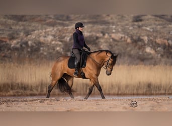 American Quarter Horse, Wallach, 8 Jahre, 157 cm, Buckskin