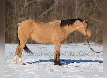 American Quarter Horse, Wallach, 8 Jahre, 157 cm, Buckskin