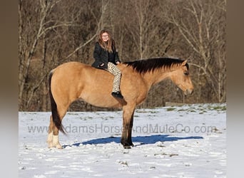American Quarter Horse, Wallach, 8 Jahre, 157 cm, Buckskin