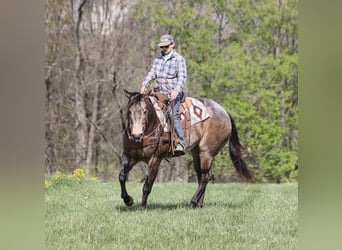 American Quarter Horse, Wallach, 8 Jahre, 157 cm, Buckskin