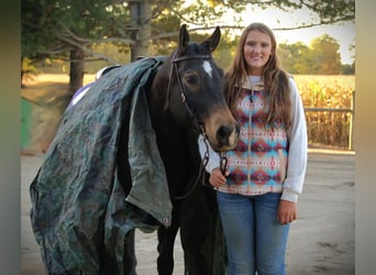 American Quarter Horse, Wallach, 8 Jahre, 157 cm, Buckskin