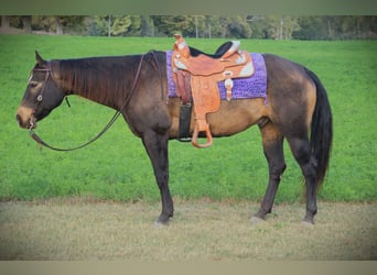 American Quarter Horse, Wallach, 8 Jahre, 157 cm, Buckskin