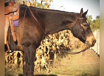 American Quarter Horse, Wallach, 8 Jahre, 157 cm, Buckskin
