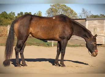 American Quarter Horse, Wallach, 8 Jahre, 157 cm, Buckskin