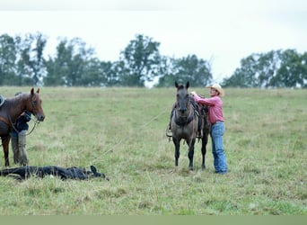 American Quarter Horse, Wallach, 8 Jahre, 157 cm, Grullo