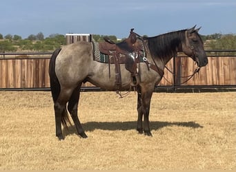 American Quarter Horse, Wallach, 8 Jahre, 157 cm, Grullo
