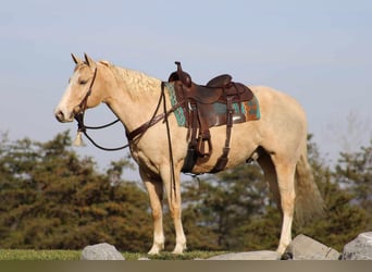 American Quarter Horse, Wallach, 8 Jahre, 157 cm, Palomino