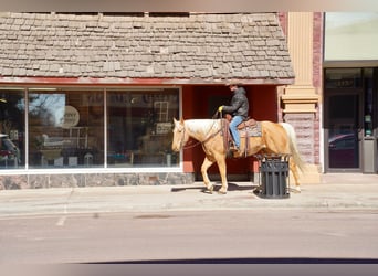 American Quarter Horse, Wallach, 8 Jahre, 157 cm, Palomino