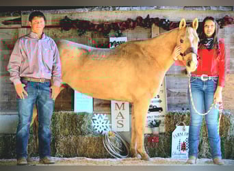 American Quarter Horse, Wallach, 8 Jahre, 157 cm, Palomino