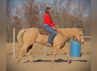 American Quarter Horse, Wallach, 8 Jahre, 157 cm, Palomino