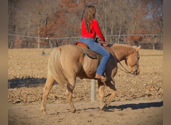 American Quarter Horse, Wallach, 8 Jahre, 157 cm, Palomino