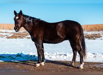 American Quarter Horse, Wallach, 8 Jahre, 157 cm, Rappe