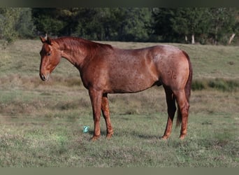 American Quarter Horse, Wallach, 8 Jahre, 157 cm, Roan-Red