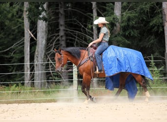 American Quarter Horse, Wallach, 8 Jahre, 157 cm, Rotbrauner