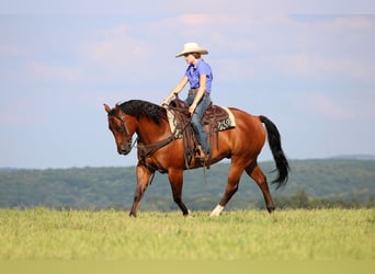 American Quarter Horse, Wallach, 8 Jahre, 157 cm, Rotbrauner