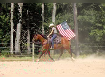 American Quarter Horse, Wallach, 8 Jahre, 157 cm, Rotbrauner