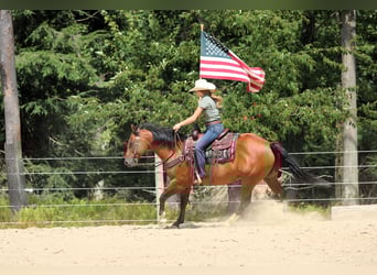 American Quarter Horse, Wallach, 8 Jahre, 157 cm, Rotbrauner