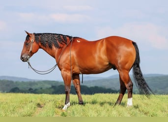 American Quarter Horse, Wallach, 8 Jahre, 157 cm, Rotbrauner