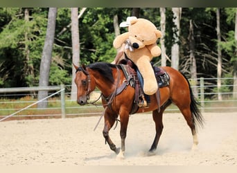 American Quarter Horse, Wallach, 8 Jahre, 157 cm, Rotbrauner