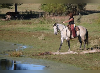 American Quarter Horse, Wallach, 8 Jahre, 157 cm, Schimmel