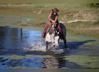 American Quarter Horse, Wallach, 8 Jahre, 157 cm, Schimmel