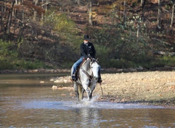 American Quarter Horse, Wallach, 8 Jahre, 157 cm, Schimmel