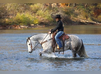 American Quarter Horse, Wallach, 8 Jahre, 157 cm, Schimmel