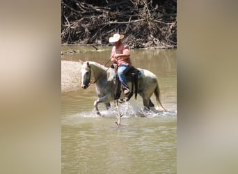American Quarter Horse, Wallach, 8 Jahre, 157 cm, Schimmel