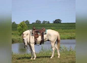 American Quarter Horse, Wallach, 8 Jahre, 157 cm, Schimmel