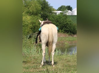 American Quarter Horse, Wallach, 8 Jahre, 157 cm, Schimmel