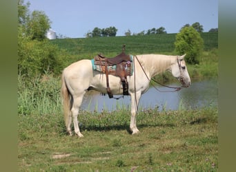 American Quarter Horse, Wallach, 8 Jahre, 157 cm, Schimmel
