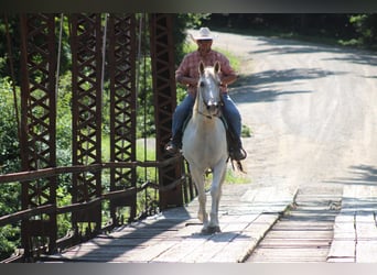 American Quarter Horse, Wallach, 8 Jahre, 157 cm, Schimmel