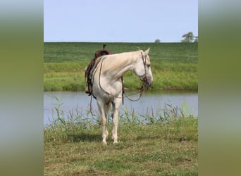 American Quarter Horse, Wallach, 8 Jahre, 157 cm, Schimmel