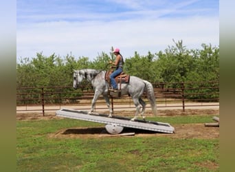 American Quarter Horse, Wallach, 8 Jahre, 157 cm, Schimmel