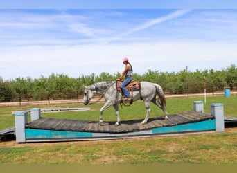 American Quarter Horse, Wallach, 8 Jahre, 157 cm, Schimmel