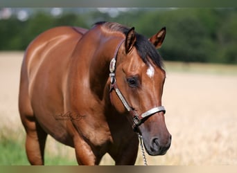 American Quarter Horse, Wallach, 8 Jahre, 159 cm