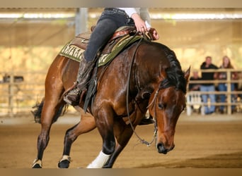 American Quarter Horse, Wallach, 8 Jahre, 160 cm, Brauner